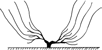 Иллюстрация к книге — Виноград, малина, смородина, крыжовник и другие ягоды [_095.jpg]