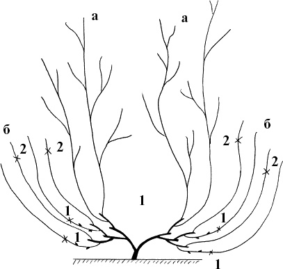 Иллюстрация к книге — Виноград, малина, смородина, крыжовник и другие ягоды [_098.jpg]