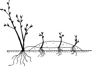 Иллюстрация к книге — Виноград, малина, смородина, крыжовник и другие ягоды [_127_1.jpg]
