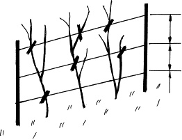 Иллюстрация к книге — Виноград, малина, смородина, крыжовник и другие ягоды [_141_1.jpg]