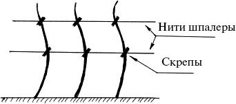 Иллюстрация к книге — Виноград, малина, смородина, крыжовник и другие ягоды [_144.jpg]