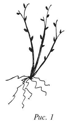 Иллюстрация к книге — Плодовые кусты вашего сада [i_003.jpg]