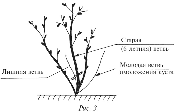 Иллюстрация к книге — Плодовые кусты вашего сада [i_005.jpg]