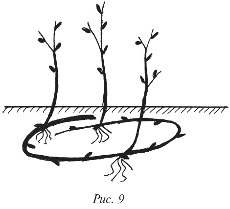 Иллюстрация к книге — Плодовые кусты вашего сада [i_012.jpg]