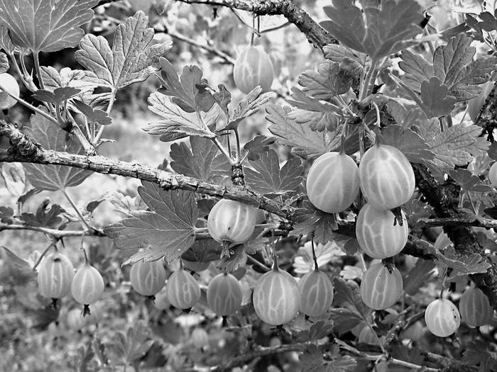 Иллюстрация к книге — Плодовые кусты вашего сада [i_013.jpg]