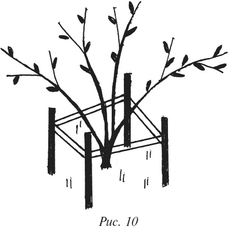 Иллюстрация к книге — Плодовые кусты вашего сада [i_014.jpg]