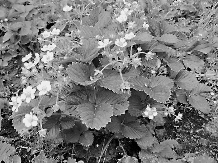 Иллюстрация к книге — Плодовые кусты вашего сада [i_020.jpg]