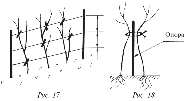 Иллюстрация к книге — Плодовые кусты вашего сада [i_024.jpg]