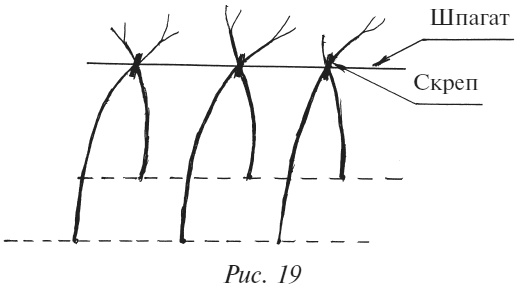 Иллюстрация к книге — Плодовые кусты вашего сада [i_025.jpg]
