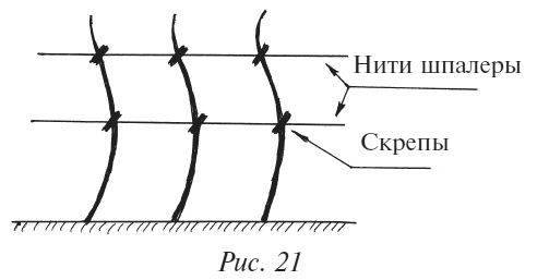 Иллюстрация к книге — Плодовые кусты вашего сада [i_027.jpg]