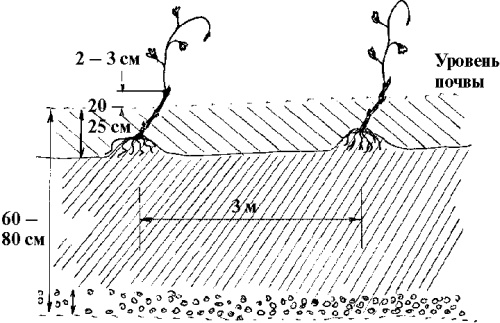 Иллюстрация к книге — Виноград вашего сада в средней полосе России [_09.jpg]