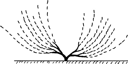 Иллюстрация к книге — Виноград вашего сада в средней полосе России [_13.jpg]