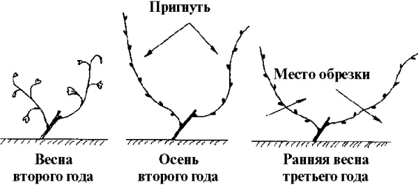 Иллюстрация к книге — Виноград вашего сада в средней полосе России [_17.jpg]