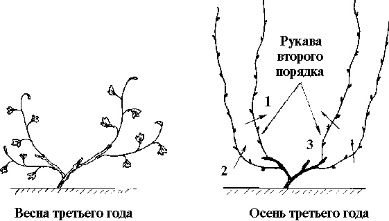 Иллюстрация к книге — Виноград вашего сада в средней полосе России [_18.jpg]