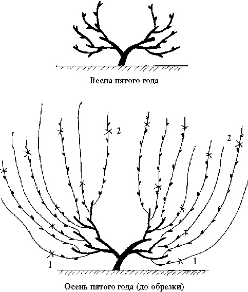Иллюстрация к книге — Виноград вашего сада в средней полосе России [_21.jpg]
