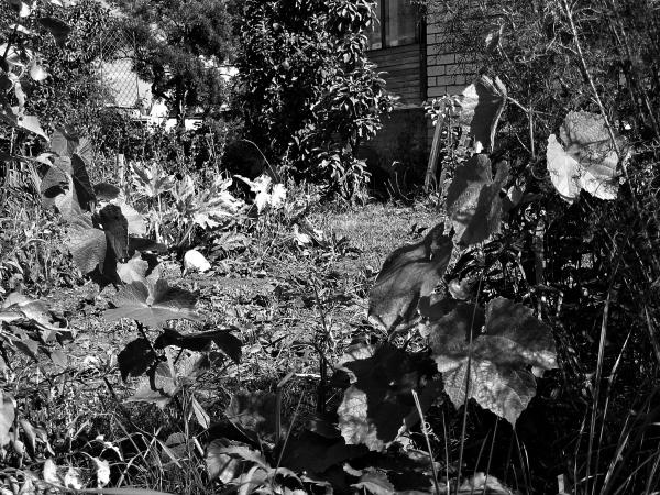 Иллюстрация к книге — Виноград вашего сада в средней полосе России [_22.jpg]