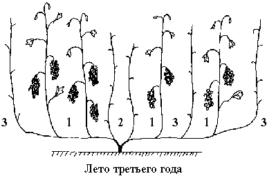 Иллюстрация к книге — Виноград вашего сада в средней полосе России [_27.jpg]