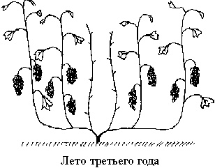 Иллюстрация к книге — Виноград вашего сада в средней полосе России [_28.jpg]