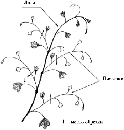 Иллюстрация к книге — Виноград вашего сада в средней полосе России [_33.jpg]