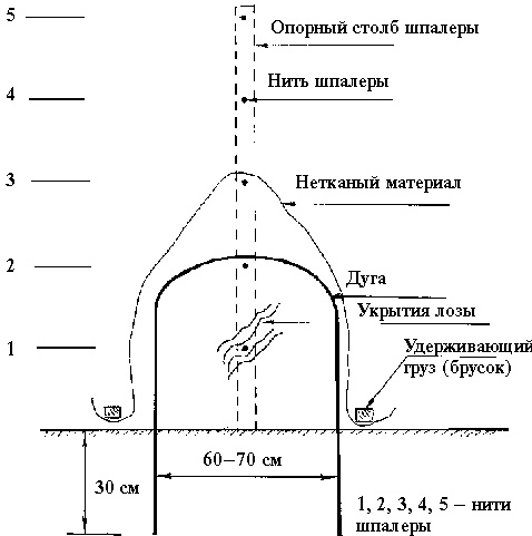 Иллюстрация к книге — Виноград вашего сада в средней полосе России [_39.jpg]