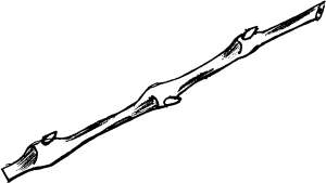 Иллюстрация к книге — Виноград вашего сада в средней полосе России [_44.jpg]