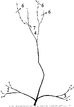 Иллюстрация к книге — Виноград вашего сада в средней полосе России [_53.jpg]