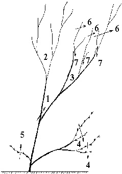 Иллюстрация к книге — Виноград вашего сада в средней полосе России [_55.jpg]