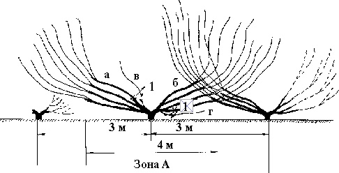 Иллюстрация к книге — Виноград вашего сада в средней полосе России [_61.jpg]