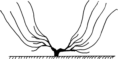Иллюстрация к книге — Виноград вашего сада в средней полосе России [_66.jpg]