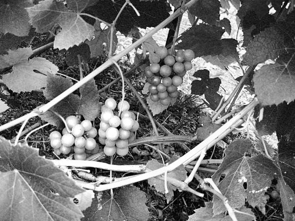 Иллюстрация к книге — Виноград вашего сада в средней полосе России [_73.jpg]