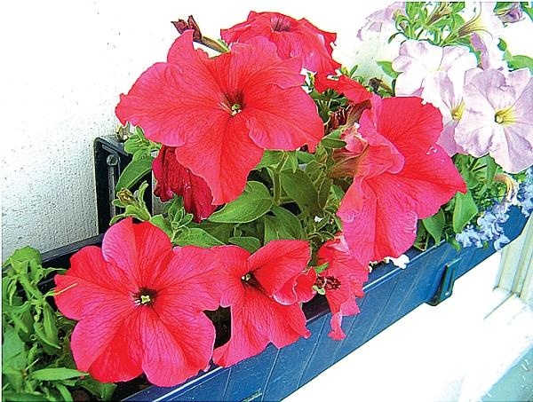 Иллюстрация к книге — Цветы. Лучше, чем у всех. Секреты, хитрости, подсказки умного садовода. Лунный календарь: самый удобный и полезный [autogen_ebook_id129.jpg]