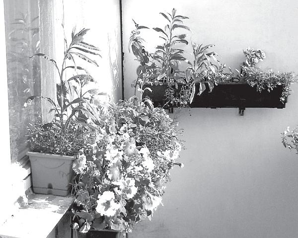 Иллюстрация к книге — Цветы. Лучше, чем у всех. Секреты, хитрости, подсказки умного садовода. Лунный календарь: самый удобный и полезный [autogen_ebook_id13.jpg]