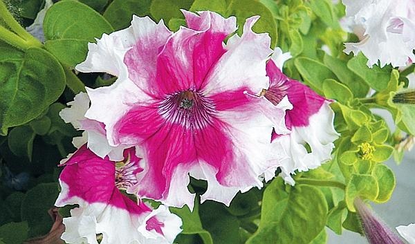 Иллюстрация к книге — Цветы. Лучше, чем у всех. Секреты, хитрости, подсказки умного садовода. Лунный календарь: самый удобный и полезный [autogen_ebook_id133.jpg]