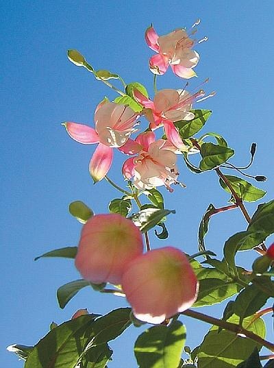 Иллюстрация к книге — Цветы. Лучше, чем у всех. Секреты, хитрости, подсказки умного садовода. Лунный календарь: самый удобный и полезный [autogen_ebook_id142.jpg]