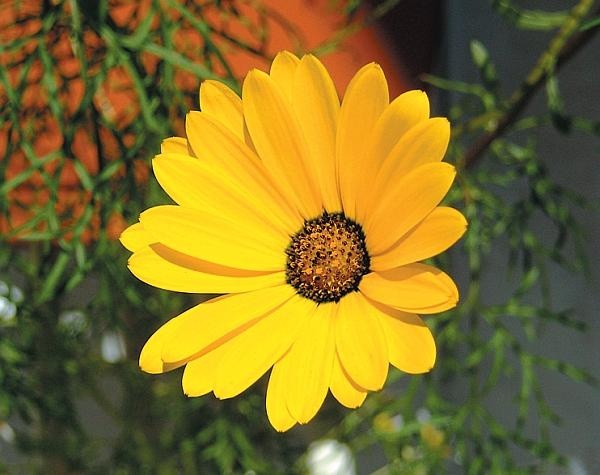 Иллюстрация к книге — Цветы. Лучше, чем у всех. Секреты, хитрости, подсказки умного садовода. Лунный календарь: самый удобный и полезный [autogen_ebook_id143.jpg]