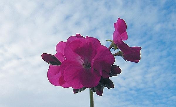 Иллюстрация к книге — Цветы. Лучше, чем у всех. Секреты, хитрости, подсказки умного садовода. Лунный календарь: самый удобный и полезный [autogen_ebook_id144.jpg]