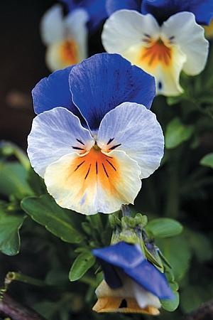 Иллюстрация к книге — Цветы. Лучше, чем у всех. Секреты, хитрости, подсказки умного садовода. Лунный календарь: самый удобный и полезный [autogen_ebook_id149.jpg]