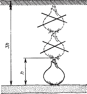 Иллюстрация к книге — Цветы. Лучше, чем у всех. Секреты, хитрости, подсказки умного садовода. Лунный календарь: самый удобный и полезный [autogen_ebook_id15.jpg]