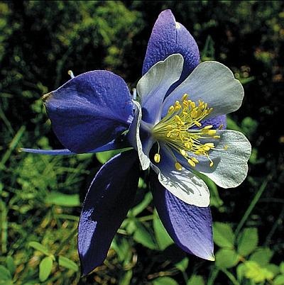 Иллюстрация к книге — Цветы. Лучше, чем у всех. Секреты, хитрости, подсказки умного садовода. Лунный календарь: самый удобный и полезный [autogen_ebook_id150.jpg]