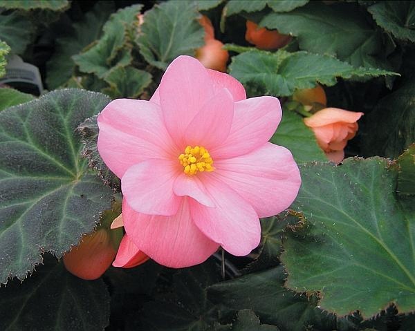 Иллюстрация к книге — Цветы. Лучше, чем у всех. Секреты, хитрости, подсказки умного садовода. Лунный календарь: самый удобный и полезный [autogen_ebook_id154.jpg]