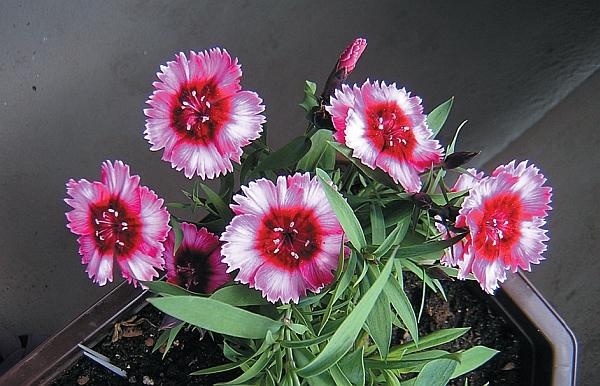 Иллюстрация к книге — Цветы. Лучше, чем у всех. Секреты, хитрости, подсказки умного садовода. Лунный календарь: самый удобный и полезный [autogen_ebook_id157.jpg]