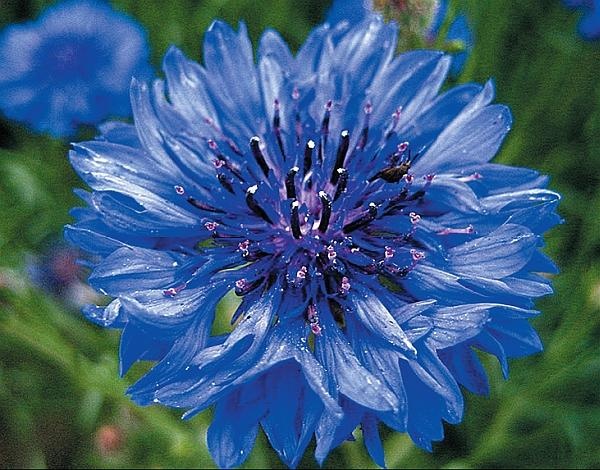 Иллюстрация к книге — Цветы. Лучше, чем у всех. Секреты, хитрости, подсказки умного садовода. Лунный календарь: самый удобный и полезный [autogen_ebook_id158.jpg]