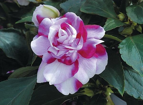 Иллюстрация к книге — Цветы. Лучше, чем у всех. Секреты, хитрости, подсказки умного садовода. Лунный календарь: самый удобный и полезный [autogen_ebook_id160.jpg]