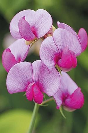 Иллюстрация к книге — Цветы. Лучше, чем у всех. Секреты, хитрости, подсказки умного садовода. Лунный календарь: самый удобный и полезный [autogen_ebook_id165.jpg]