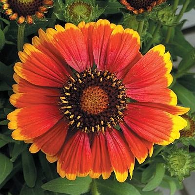 Иллюстрация к книге — Цветы. Лучше, чем у всех. Секреты, хитрости, подсказки умного садовода. Лунный календарь: самый удобный и полезный [autogen_ebook_id166.jpg]