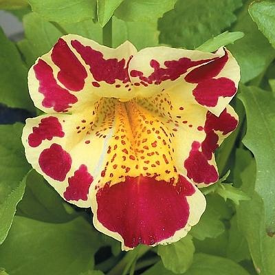 Иллюстрация к книге — Цветы. Лучше, чем у всех. Секреты, хитрости, подсказки умного садовода. Лунный календарь: самый удобный и полезный [autogen_ebook_id172.jpg]