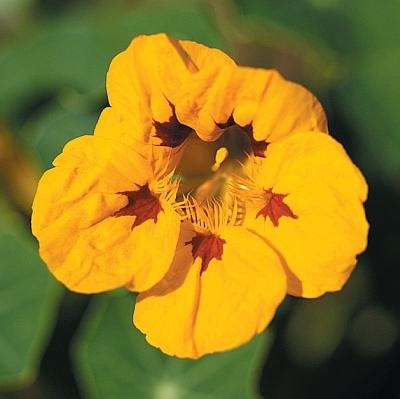 Иллюстрация к книге — Цветы. Лучше, чем у всех. Секреты, хитрости, подсказки умного садовода. Лунный календарь: самый удобный и полезный [autogen_ebook_id174.jpg]