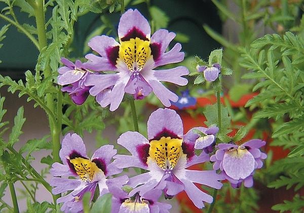 Иллюстрация к книге — Цветы. Лучше, чем у всех. Секреты, хитрости, подсказки умного садовода. Лунный календарь: самый удобный и полезный [autogen_ebook_id175.jpg]