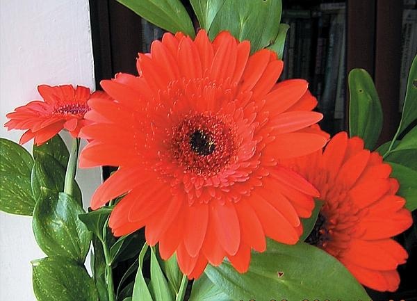 Иллюстрация к книге — Цветы. Лучше, чем у всех. Секреты, хитрости, подсказки умного садовода. Лунный календарь: самый удобный и полезный [autogen_ebook_id179.jpg]