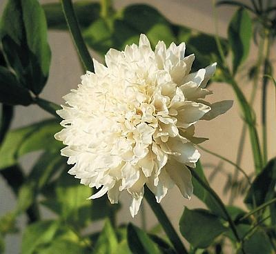 Иллюстрация к книге — Цветы. Лучше, чем у всех. Секреты, хитрости, подсказки умного садовода. Лунный календарь: самый удобный и полезный [autogen_ebook_id182.jpg]